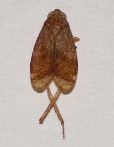 Réf. 221 460 : Coelidiinae inconnu